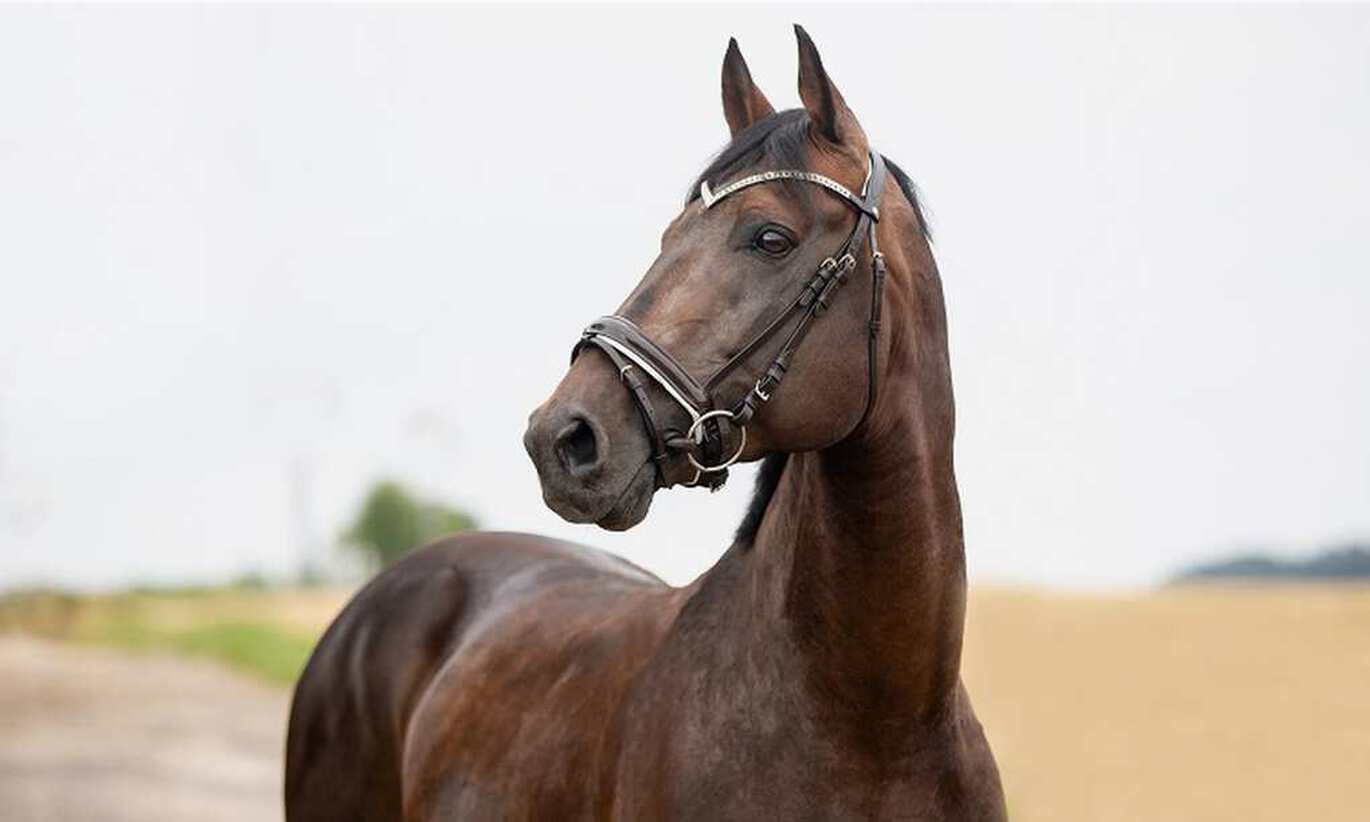 Vilken nosgrimma är bäst för min häst?